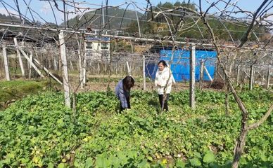 壽寧犀溪 科技特派員田間“把脈問診”，精準助力春耕生產