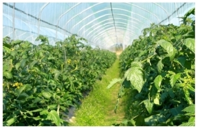 興寧區以科技賦能現代農業產業化，開啟農業高質量發展新篇章